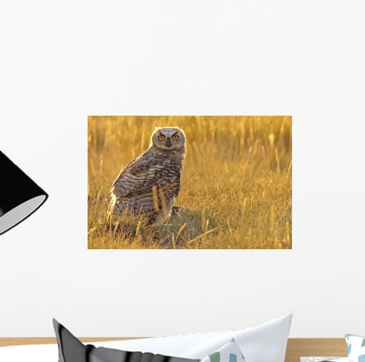 Immature Great Horned Owl Backlit In A Grass Field, Saskatchewan Wall Mural