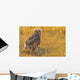 Immature Great Horned Owl Backlit In A Grass Field, Saskatchewan Wall Mural