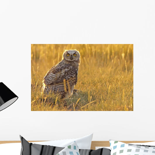Immature Great Horned Owl Backlit In A Grass Field, Saskatchewan Wall Mural