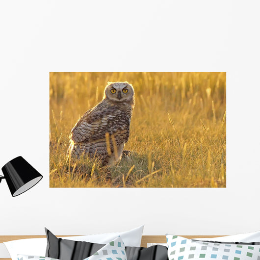 Immature Great Horned Owl Backlit In A Grass Field, Saskatchewan Wall Mural