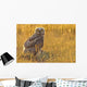 Immature Great Horned Owl Backlit In A Grass Field, Saskatchewan Wall Mural