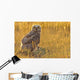 Immature Great Horned Owl Backlit In A Grass Field, Saskatchewan Wall Mural