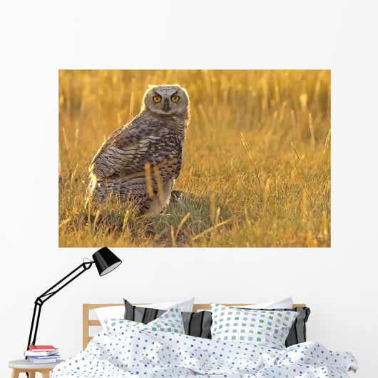 Immature Great Horned Owl Backlit In A Grass Field, Saskatchewan Wall Mural