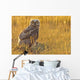 Immature Great Horned Owl Backlit In A Grass Field, Saskatchewan Wall Mural
