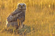 Immature Great Horned Owl Backlit In A Grass Field, Saskatchewan Wall Mural