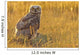 Immature Great Horned Owl Backlit In A Grass Field, Saskatchewan Wall Mural