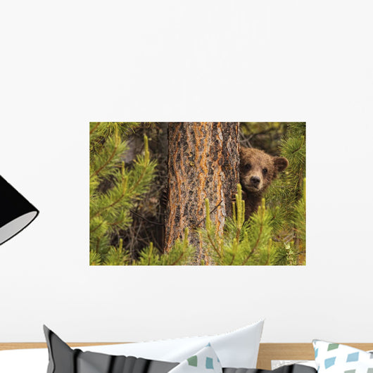 Grizzly Bear Cub Up A Tree, Yukon Wall Mural