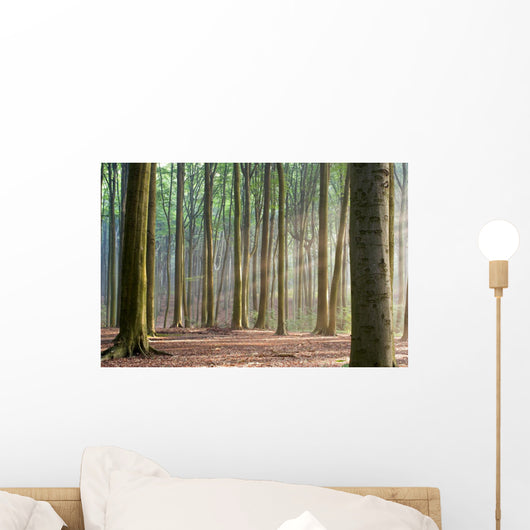 Through the Trees - Hazy Forest Morning Wall Mural