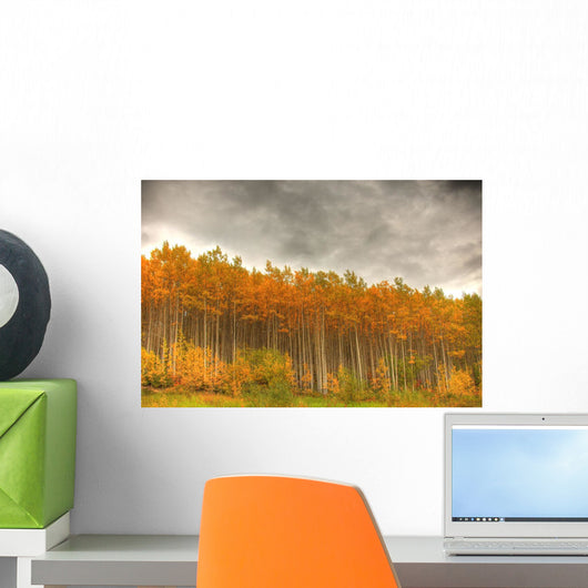 Poplar Forest In Autumn, Teslin, Yukon Wall Mural