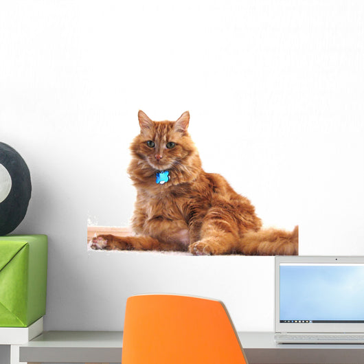 Portrait of Orange Cat Wall Decal