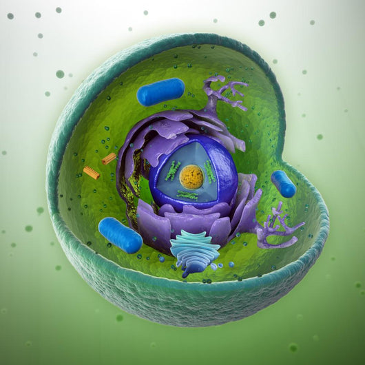 Animal Cell Cut-Away Wall Mural