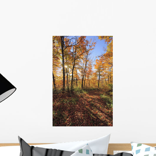Sugar Maple Trees In Fall Wall Mural