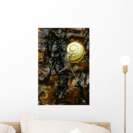 Snail, Pointe-Des-Cascades, Quebec, Canada Wall Mural