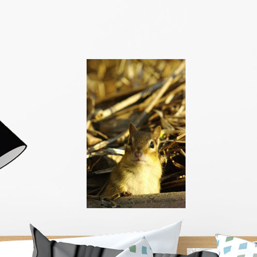 Eastern Chipmunk, Tamias Striatus, Les Cedres, Quebec, Canada Wall Mural