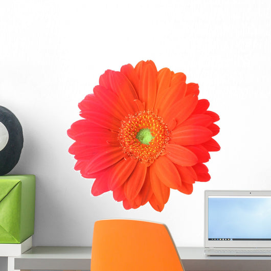 Multicolored Gerbera Flower Wall Mural