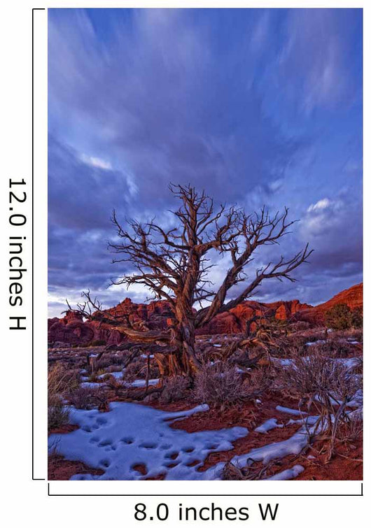 Timed Exposure Of Sunset Clouds Over Tree And Cove Of Caves Wall Mural