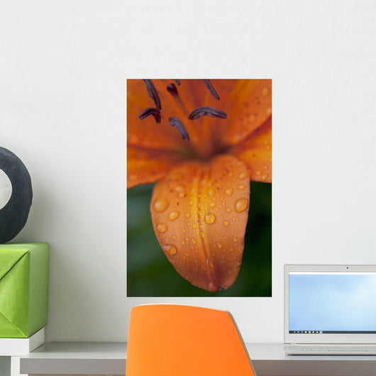 Close-Up Of Orange Lily Flower After Rain Wall Mural