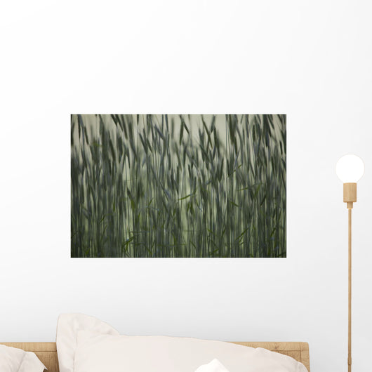 Long Grass In Farm Field Wall Mural