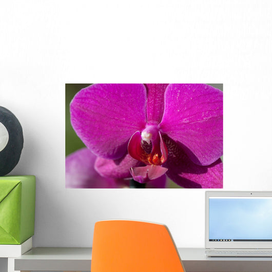 Orchid