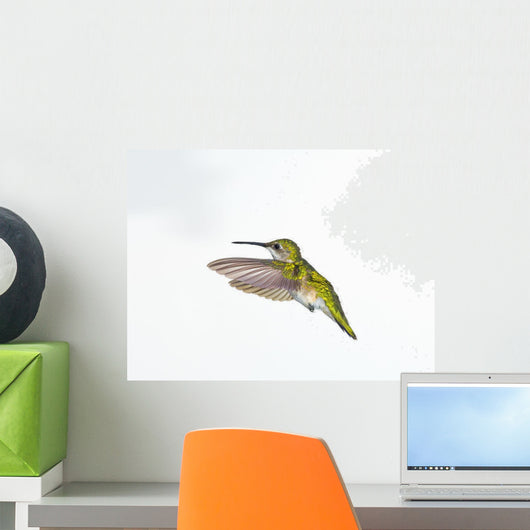 Ruby-Throated Hummingbird Female Fairly Common In Gardens Wall Mural