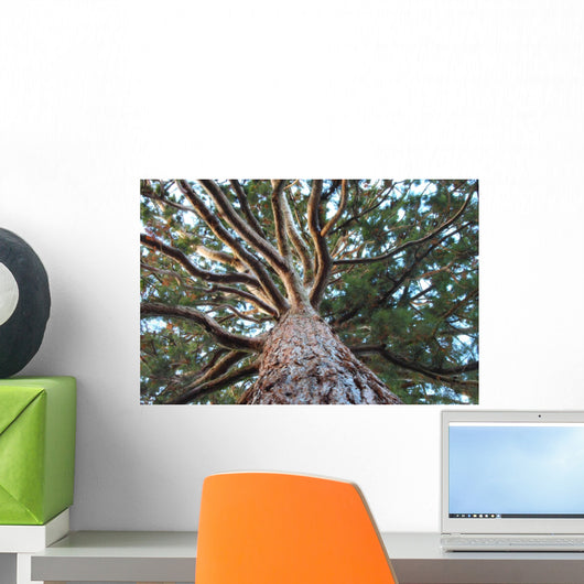 Sequoia Wall Mural