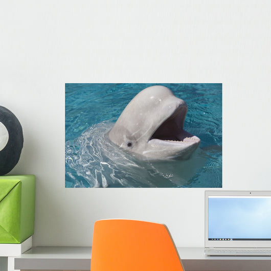 Beluga Whale In Captivity - Marineland - Niagara Falls Wall Mural