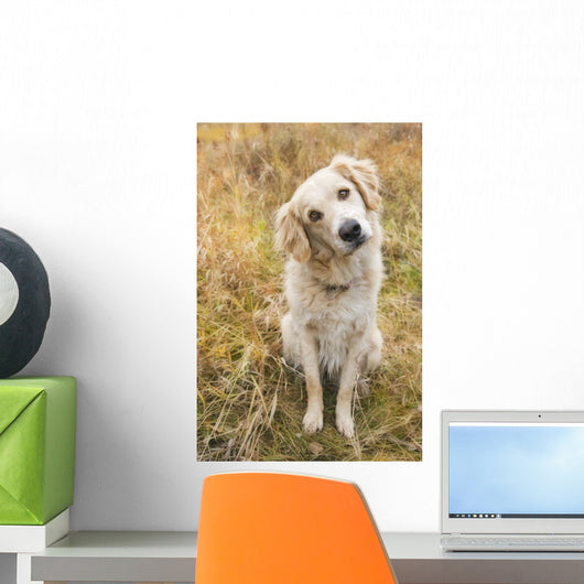 Tan Coloured Mixed Breed Dog Seated With Head Cocked To One Side Wall Mural