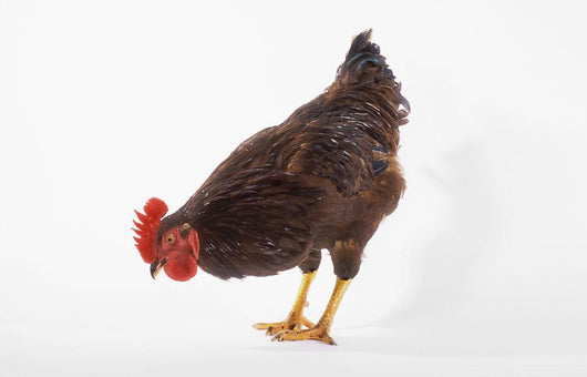 Rooster Wall Decal