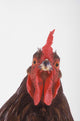 Rooster Wall Decal