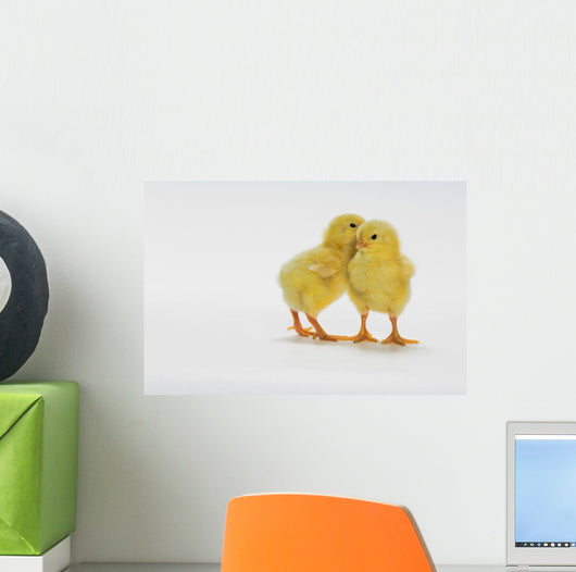 Yellow Chicks Baby Chickens Wall Mural