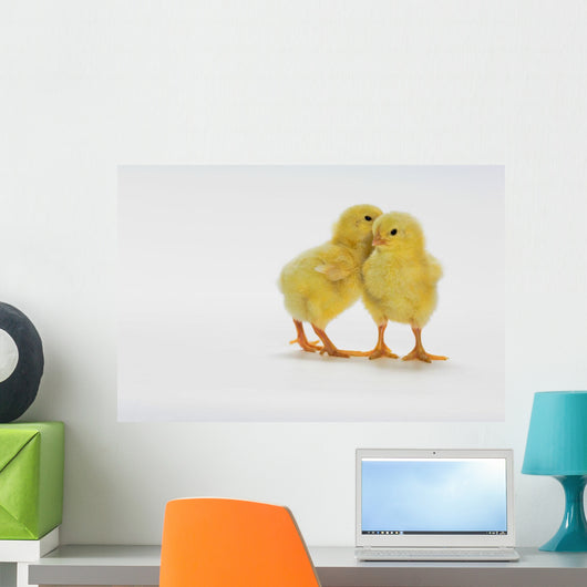 Yellow Chicks Baby Chickens Wall Mural