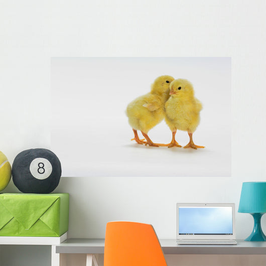 Yellow Chicks Baby Chickens Wall Mural