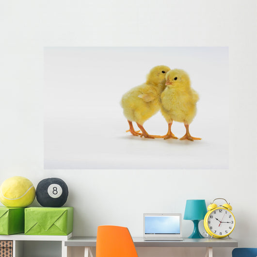 Yellow Chicks Baby Chickens Wall Mural