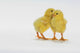 Yellow Chicks Baby Chickens Wall Mural