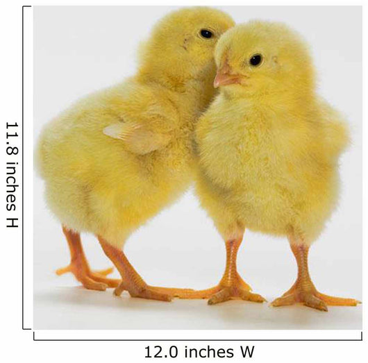 Yellow Chicks Baby Chickens Wall Mural