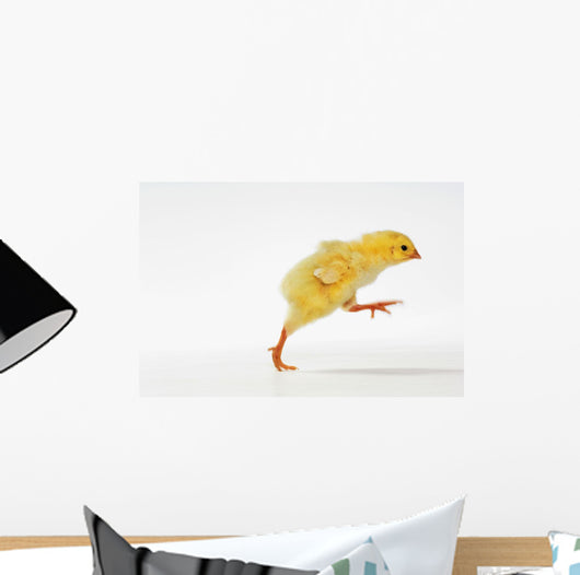 Yellow Chick Baby Chicken Wall Mural
