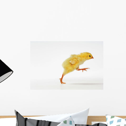 Yellow Chick Baby Chicken Wall Mural