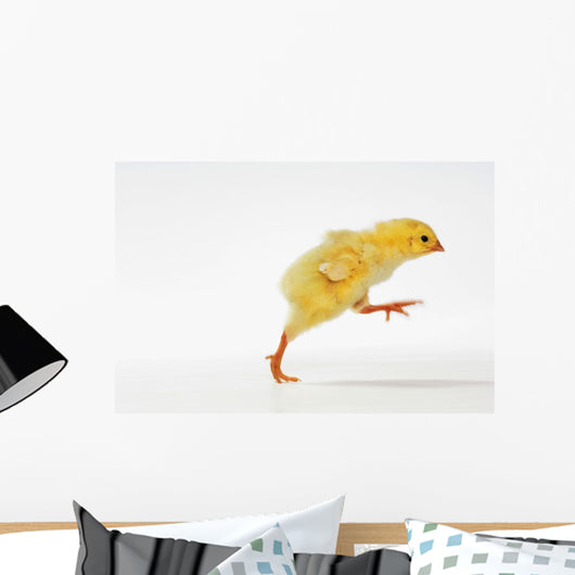 Yellow Chick Baby Chicken Wall Mural