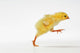 Yellow Chick Baby Chicken Wall Mural