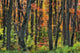 Ontario Canada Wall Mural