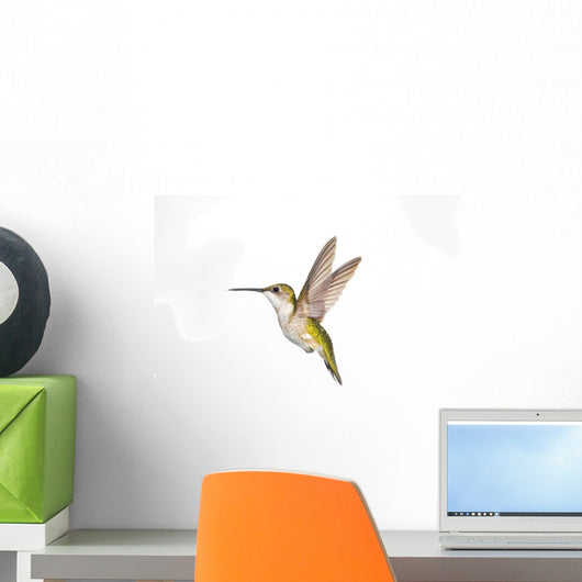 Ruby-Throated Hummingbird Female Fairly Common In Gardens Wall Mural
