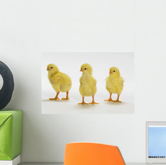 Yellow Chicks Baby Chickens Wall Mural