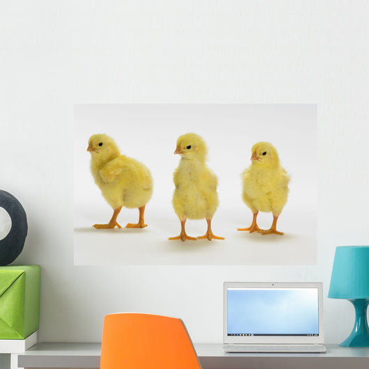 Yellow Chicks Baby Chickens Wall Mural