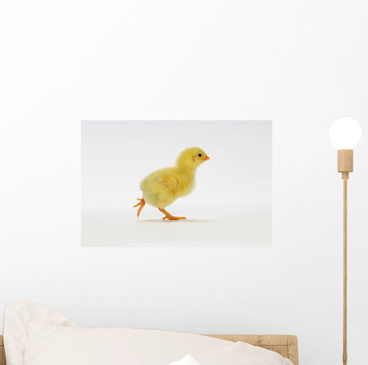 Yellow Chick Baby Chicken Wall Mural