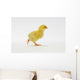 Yellow Chick Baby Chicken Wall Mural