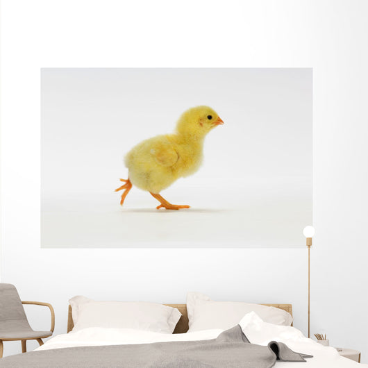 Yellow Chick Baby Chicken Wall Mural