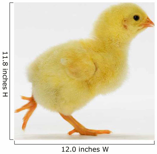 Yellow Chick Baby Chicken Wall Mural