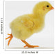 Yellow Chick Baby Chicken Wall Mural