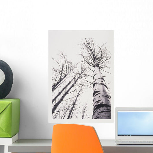 Stand Of Poplar Trees Next To The Highway 1 Wall Mural