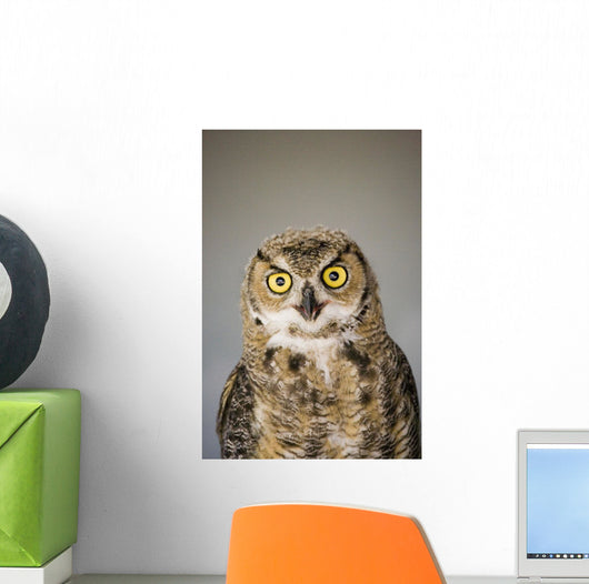 Immature Great Horned Owl Wall Mural